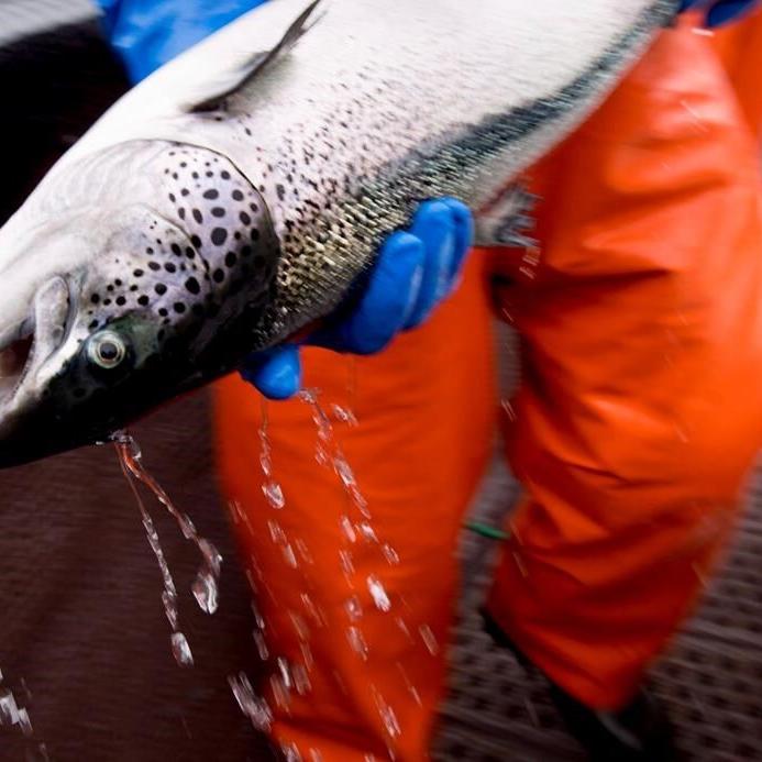Wild salmon conservation group raises concerns about herring kills at B.C. fish farms